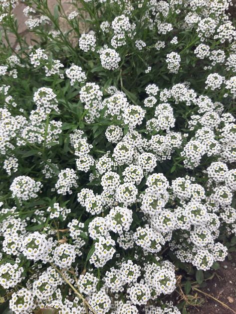 mini white flowers Tiny White Flowers, Small White Flowers, White Flowers, Plants, Flowers, White, Quick Saves