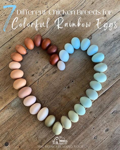 Chicken And Egg Color Chart, Different Color Eggs, Chicken Breed Egg Color Chart, Rainbow Chicken Eggs, Rainbow Egg Layers, Barnevelder Chicken Egg Color, Colored Eggs Chickens, Colorful Chicken Eggs, Chickens That Lay Colored Eggs