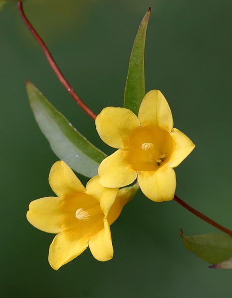 all galleries >> Flower Images > Yellow Jasmine (SC state flower Yellow Jasmine, Orange Jasmine, Randy Harrison, Botanical Sketchbook, Easy Flower Drawings, Jasmine Plant, Jasmine Flowers, Native Flowers, Flowers Orange