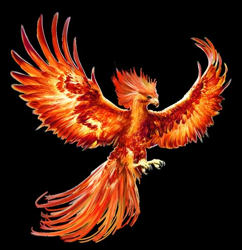 Phoenix Drawing Color, Fire Phoenix Tattoo, Fenix Bird, Phoenix Bird Tattoo, Phoenix Animal, Tato Phoenix, Fenix Tattoo, Phoenix Drawing, Phoenix Harry Potter