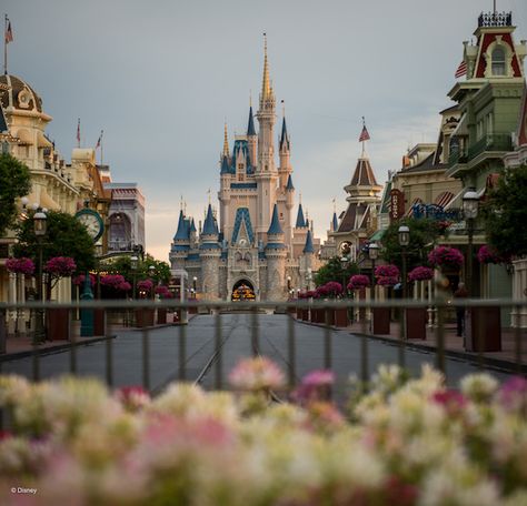 Magic Kingdom Park Chateau Disney, Florida Project, Street Magic, Disney Photo Ideas, Disney World Pictures, Disney World Florida, Disney Dreams, Disney Photography, Disney Images