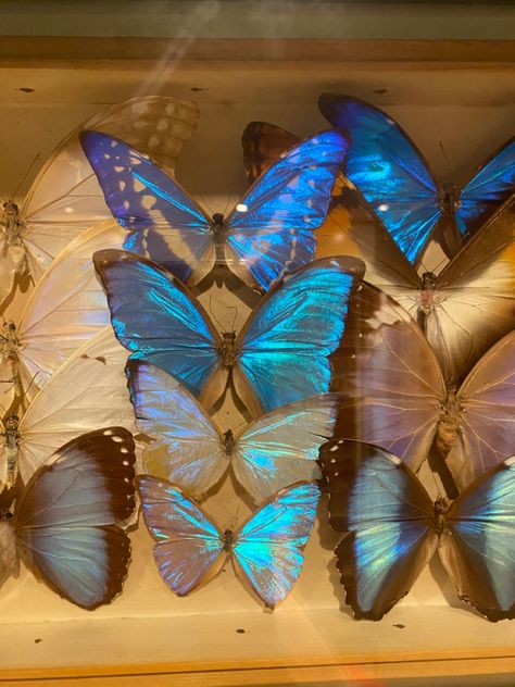 blue butterflies. framed. preserved butterfly. blue banded egg fly. morpho. Butterfly Preservation, Preserved Butterflies, Biology Aesthetic, Melbourne Museum, Midnight City, Art Alevel, Butterfly Mobile, Blue Butterflies, Aesthetic Blue