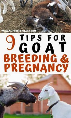 Goat Breeding, Milking Goats, Breeding Goats, Goat Life, Milk Goats, Goat Herder, Goat Breeds, Goat Health, Homestead Animals