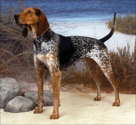 American English Coonhound American Coonhound, Coonhound Puppy, English Foxhound, English Coonhound, Hound Dog Breeds, Westminster Dog Show, American Foxhound, Akc Breeds, Bluetick Coonhound