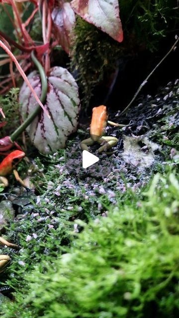 Artem Fateev on Instagram: "Breakfast 🐸🐸🐸#dendrobates #phyllobates  #bioactive #dartfrogs #dartfrog #terrarium #frog #frogs" Dart Frog Enclosure, Bioactive Vivarium Frog, Poison Dart Frog Vivarium, Dart Frog Terrarium, Paludarium Dart Frog, Dart Frog Vivarium, Frog Terrarium, Instagram Breakfast, Dart Frog