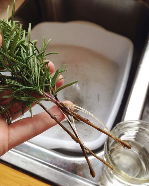 Here are simple instructions on how to propagate rosemary cuttings in water with closeup photos of the new roots. If I can do it, you can too! Rosemary Cuttings, How To Propagate Rosemary, Growing Rosemary Indoors, How To Grow Rosemary, Propagate Rosemary, Homestead Inspiration, Grow Rosemary, Mountain Garden, Pregnancy Tea