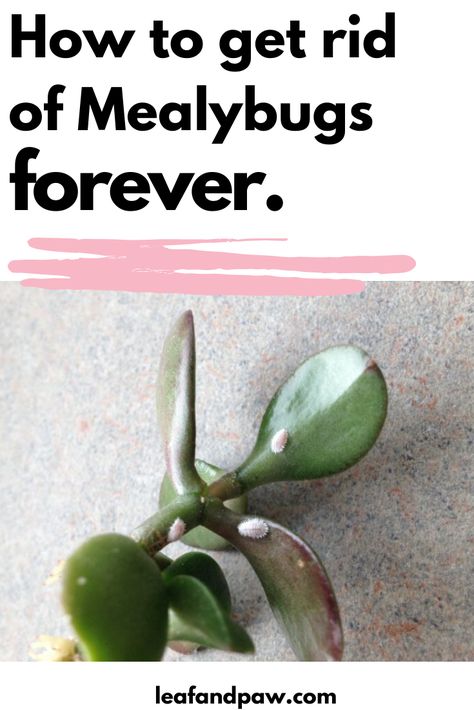 Mealy Bugs On House Plants, Mealy Bugs How To Get Rid Of, Mealybugs How To Get Rid, Sick Plants, Pesticides For Plants, Fancy Plants, Houseplant Collection, Vertical Garden Plants, Orchid Plant Care