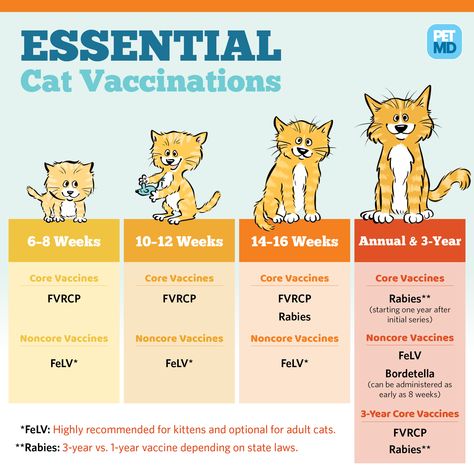 Dog Shots, Getting A Kitten, Vet Medicine, Cat Info, Cat Care Tips, Kitten Care, Cat Facts, Cat Health, Indoor Cat