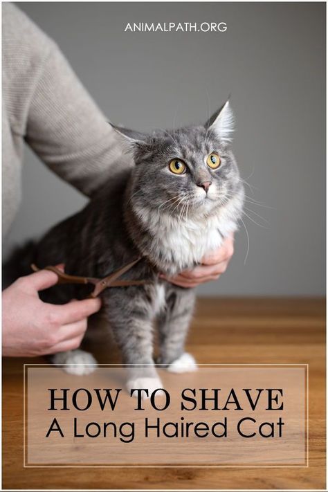 Cat Grooming Styles Long Hair, Cat Shave Ideas, Cat Shaving Styles, Cat Hairstyles For Cats, Groomed Cats Ideas, How To Properly Shave Your Cat, How To Shave My Cat, Long Hair Cats Grooming Styles, Cat Haircut Ideas