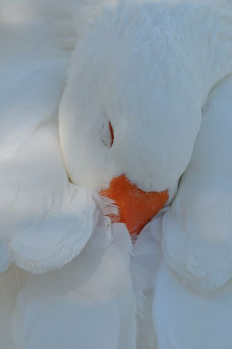 sleeping swan Snow Goose, Pretty Birds, Bird Photography, Birds Of A Feather, Swans, Wild Life, Bird Watching, Bird Feathers, Birdy