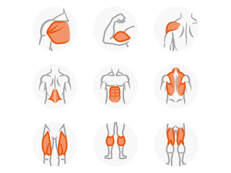 Workout muscle group icons by Simon Chalk Muscle Logo, Muscle Groups To Workout, Body Muscle Anatomy, Gym Icon, Workout Design, Science Icons, Health Icon, Fitness Icon, Workout Muscle