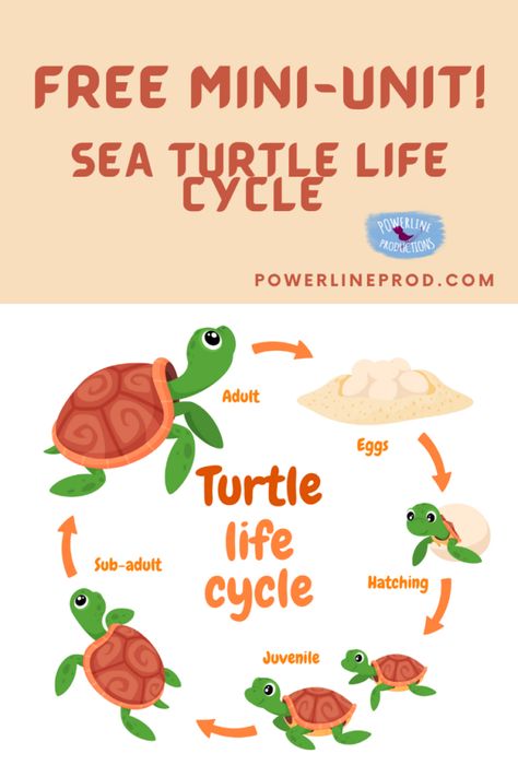 Are you ready to learn about the sea turtle life cycle? This engaging mini-unit has interesting facts, a fun craft, and some videos you��’ll love! Sea Turtle Life Cycle, Turtle Life Cycle, Sea Turtles Hatching, Homeschool Stem, Turtle Facts, Unit Studies Homeschool, Homeschool Freebies, Curriculum Design, Steam Activities