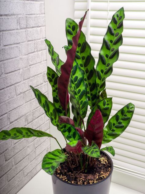 Rattle Snake Plant, Drought Landscaping, Plant Mirror, Rattlesnake Plant, In House Plants, Calathea Lancifolia, Hang Plants, Plant Jungle, Types Of Houseplants