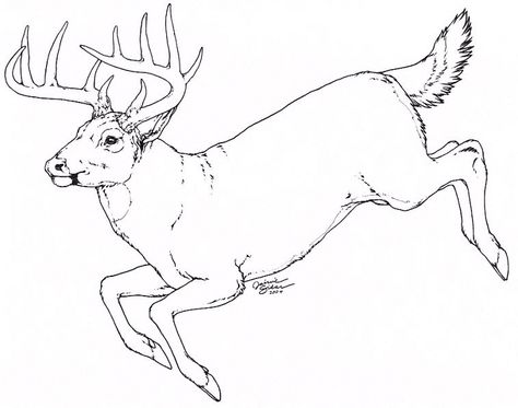 Whitetail by Emryswolf on DeviantArt Whitetail Deer Drawing, Deer Drawing Easy, Deer Sketch, Bigfoot Art, Deer Drawing, Deer Illustration, Cnc Art, Sketch Pencil, Deer Art