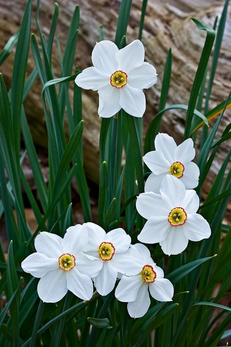 Jonquils Flower, Narcissus Daffodils, Jonquil Flower, Daniel Smith Watercolor, Wildwood Flower, Onion Flower, Garden Tattoos, Cuyahoga Valley National Park, Spring Garden Flowers