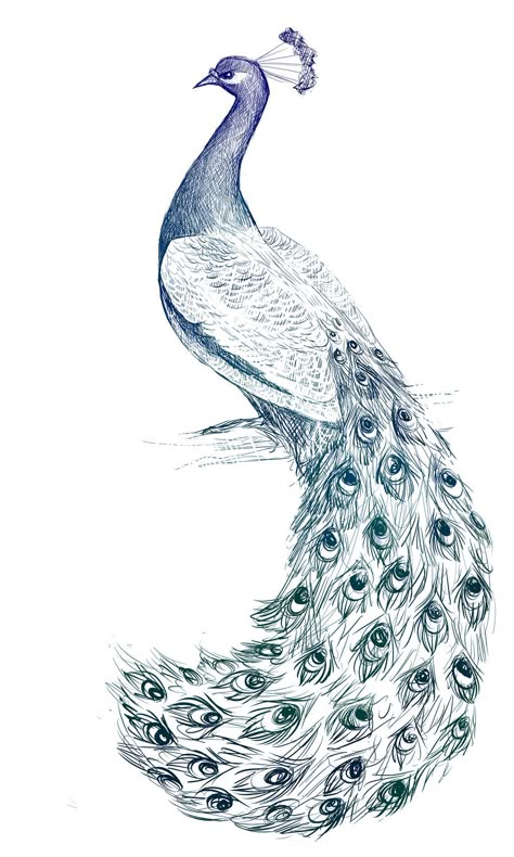 Peacock Drawing With Colour, Peacock Sketch, Peacock Drawing, Peacock Tattoo, Peacock Pictures, Peacock Wall Art, Booth Decor, Peacock Painting, Peacock Art