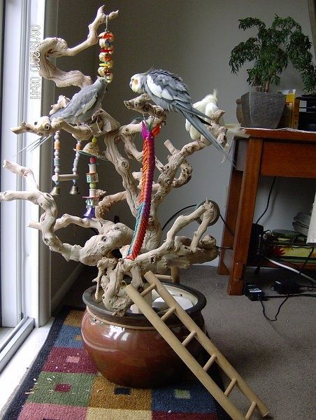 Bird Play Gym, Homemade Bird Toys, Parrot Play Stand, Diy Parrot Toys, Diy Bird Cage, Pet Birds Parrots, Diy Bird Toys, Parrot Stand, Pet Bird Cage