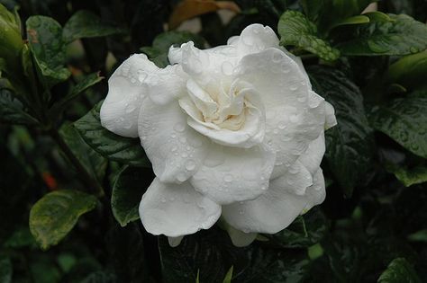 Everblooming Gardenia | Calloway's Nursery Everblooming Gardenia, Gardenia Jasminoides, Low Maintenance Shrubs, Gardening Zones, Garden Accents, Evergreen Shrubs, Ideas Garden, Extreme Heat, Green Foliage