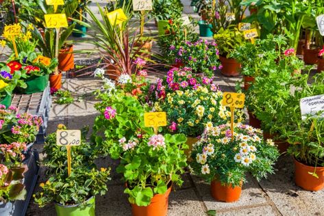 Selling Plants At Yard Sale, How To Start An Online Plant Shop, Plant Signs, Starting Seeds Indoors, Invasive Plants, Plant Tags, Plant Painting, Garden Club, Annual Flowers