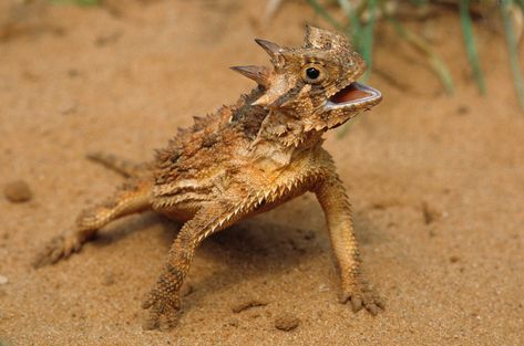 Texas Horned Lizard, Desert Lizards, Thorny Devil, Horned Lizard, Animal Adaptations, Texas Parks, Lizard Skin, List Of Animals, Lizards