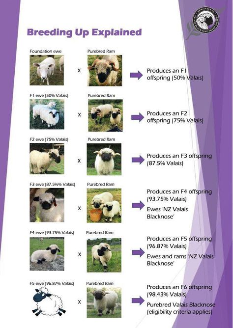 Valais Sheep, Blacknose Sheep, Valais Blacknose, Valais Blacknose Sheep, Sheep Breeds, Exotic Animals, Hobby Farms, Exotic Pets, Farm Animals