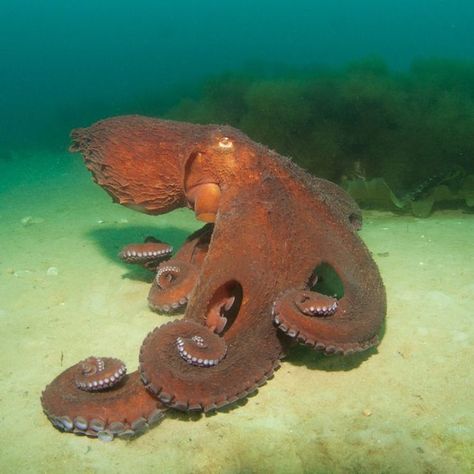 Oceana on Instagram: “The giant Pacific octopus is considered the largest octopus species in the world! The largest individual on record weighed an impressive…” Octopus Species, Ocean Zones, Pacific Octopus, Zoo Coloring Pages, Giant Pacific Octopus, Sea Holiday, Instagram Landscape, Marine Biology, Ocean Creatures