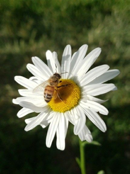 Bee And Flower, Honey Bee Aesthetic, Bees On Flowers, Bee On A Flower, Honeybee On Flower, Honey Bee On Flower, Bee On A Flower Painting, Bees Falling Asleep In Flowers, Honey Bee Tattoo