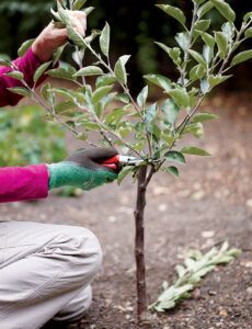 Frontier Living, Small Fruit Trees, Fruit Trees Backyard, Aqua Farm, Espalier Fruit Trees, Garden Notes, Fruit Tree Garden, Prune Fruit, Pruning Fruit Trees