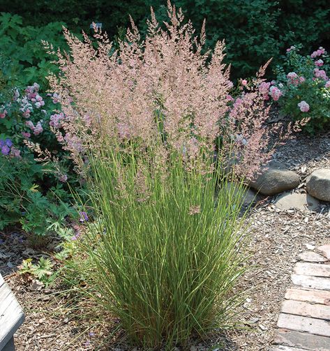 Overdam Feather Reed Grass Overdam Feather Reed, Feather Reed Grass Landscaping Ideas, Driveway Border, Georgia Garden, Feather Reed Grass, Yard Plants, Kingdom Hall, Fountain Grass, Grasses Landscaping