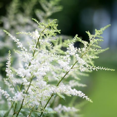 Pure white Astilbe Astilbe White, White Astilbe, Beauty Of Flowers, Blue Hydrangea, Favorite Flowers, Flower Ideas, Pure White, Hydrangea, The Beauty