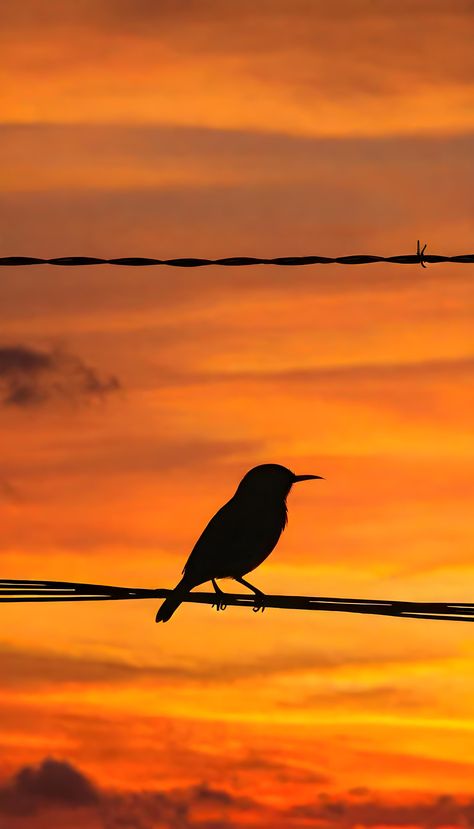 A tranquil silhouette of a bird perched on a wire against a backdrop of a richly colored sky at dusk. Dusk Aesthetic, Bird Sunset, Sketchbook Prompts, Sunset Skies, Painting References, Visual Story, Art Easy, Sunset Sky, Painting Art Projects