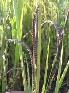 Millet Plant, Kodo Millet, Crop Production, Certificate Of Appreciation, Millet, Natural Products, Home Made, Image Types, Pickles