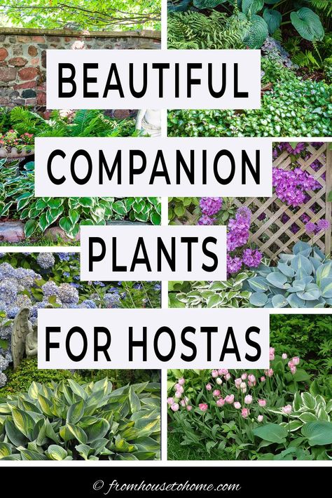 Learn the best perennials to plant with Hostas in your shade garden. This list of Hosta companion plants has perennials, shrubs, vines and annuals so you're sure to find something that will look good in your yard. #fromhousetohome #shade #garden #plants #hostas #shadegarden Giant Hostas Landscaping, Hosta Gardens Under Tree, Lavender And Hosta Garden, Hosta Border Ideas, Ferns And Hostas Flower Beds, Shaded Side Yard Ideas, Hasta Gardens, Where To Plant Hostas, Fern And Hosta Gardens