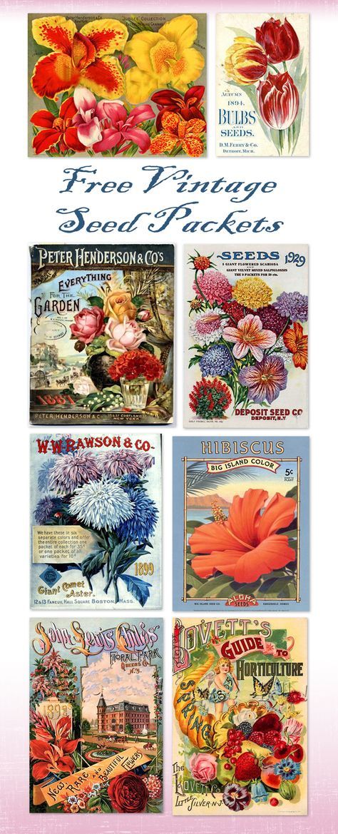 Vintage Flower Art Free Printables, Free Printables For Journals, Epherma Printables Free Images, Free Vintage Floral Printables, Free Retro Printables, Free Vintage Printables Public Domain, Decoupage Vintage Printables Free, Gardening Printables Free, Free Seed Packet Printables