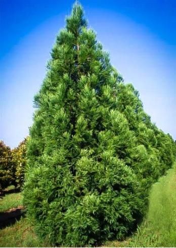 Easily the most popular Cryptomeria cultivar, Cryptomeria Radicans is a medium-sized evergreen conifer that grows to between 35 and 45 feet tall and 20 feet wide. It prefers full sun with mild partial shade and hot, moist climates and is drought-tolerant. Growth rate is between 3 and 5 feet a year creating a  quick privacy screen. Cryptomeria Japonica, Japanese Cedar, Landscape Curbing, Privacy Trees, Swimming Pool Landscaping, Front Landscaping, Fast Growing Trees, Lawn And Landscape, Cedar Trees