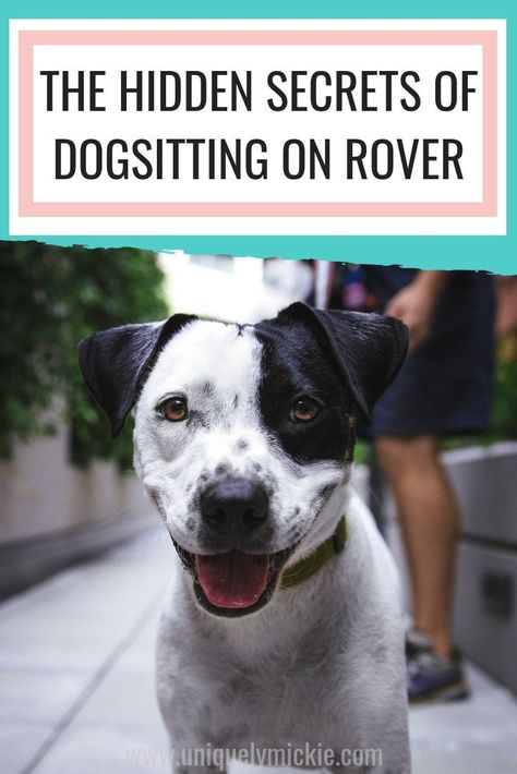 Learn how to make money by dog sitting that is super easy and fun to do. It's a great way to earn some extra cash for millennials, college students, and anybody else looking for some extra money. #sidehustle #sidegigs Dog Tricks, Durable Dog Toys, Dog Health Tips, Dog Nutrition, Dog Hacks, Dog Care Tips, Dog Obedience, Dog Training Obedience, Healthy Dogs