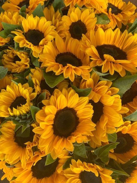 Apollo Aesthetic, Types Of Sunflowers, Boquette Flowers, Sunflower Bouquets, Flower Therapy, Yellow Aesthetic, Autumn Aesthetic, Nature Aesthetic, Amazing Flowers