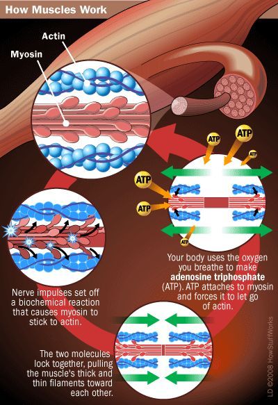 Discovery Health "The Chemicals of Life and Rigor Mortis" Muscle System, Rigor Mortis, Physical Therapist Assistant, Exercise Physiology, Musculoskeletal System, Human Body Anatomy, Muscular System, Muscle Anatomy, Human Anatomy And Physiology