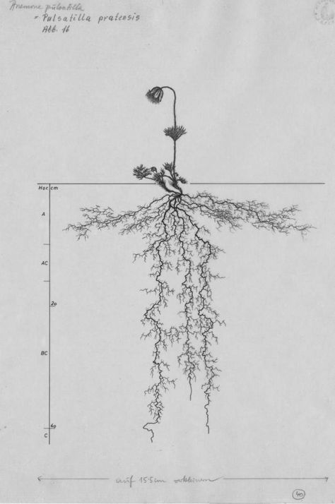 Pulsatilla pratensis - Root System Drawings - Wageningen University & Research - Image Collections Roots Drawing, Systems Art, Humans And Animals, Creativity Exercises, Research Images, Bio Art, Root System, New Ceramics, Plant Roots