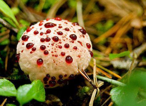 This is the Bleeding Tooth fungus, or Hydnellum pecki. I bet you can't guess where it got its common name! It's also known by the names 'Devil's Tooth' or 'Strawberries and Creme'.  It's found in the pine forests of northwestern America and Central Europe.   Ironically, their oozing 'blood' actually contains an anticoagulant called atromentrin. Weird Mushrooms, Lichen Moss, Mushroom Pictures, Slime Mould, Poisonous Plants, Mushroom Fungi, Unusual Plants, Wild Mushrooms, English News