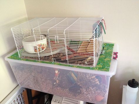 I used the cage top of a Grreat Choice (Petsmart) hamster cage. The 1/2 inch bar spacing would only be appropriate for large adult dwarf hamsters, ... Storage Bin Hamster Cage, Hamster Cage Ideas Diy Bin, Plastic Hamster Cage, Diy Hamster Cage, Syrian Hamster Cages, Kandang Hamster, Bin Cage, Hamster Bin Cage, Hamster Diy Cage