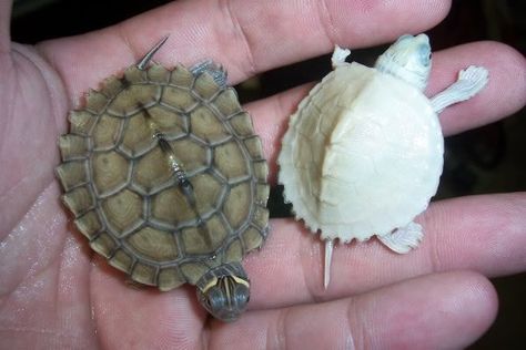 Mississippi Map and Albino Mississippi Map Turtles Map Turtle, Turtle Shell, Mississippi, Turtles, Map, Animals