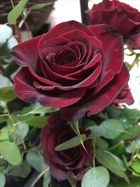 Black magic rose Wedding Flowers Red Roses, Black Magic Roses, Magic Rose, Black Rose Flower, Red Wedding Flowers, Red Rose Flower, Wedding Vases, Love Rose, Exotic Flowers