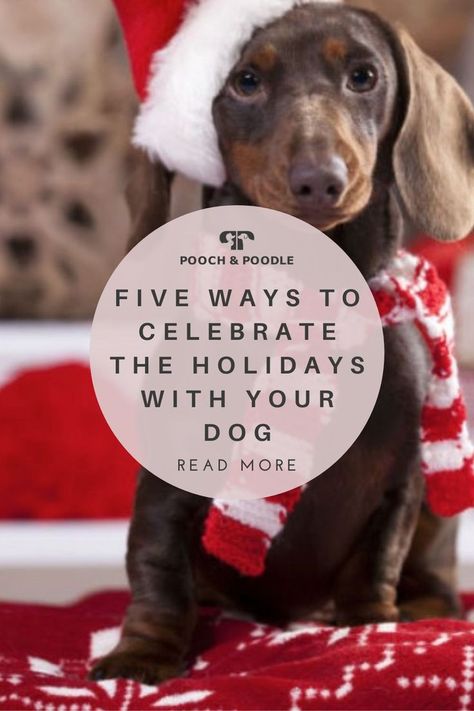 how to celebrate the holidays with your dog Dog Christmas Activities, Christmas Dog Ideas, Christmas Dog Treats, Holiday Dog, Homemade Holiday, Dog Cookies, Dog Christmas Gifts, Winter Walk, Puzzle Games