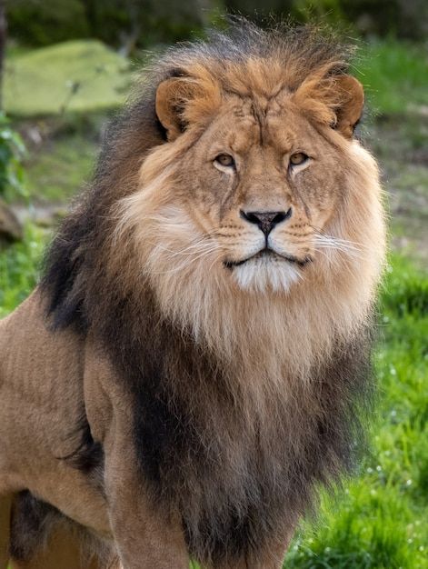 Capture D'écran D'un Lion Mâle Dans La J... | Free Photo #Freepik #freephoto #lion-afrique #lion #lion-sauvage #safari Group Of Elephants, Lion Walking, Lion Hunting, African Jungle, Jungle Lion, Tiger Images, Female Lion, Beautiful Lion, Lion And Lioness