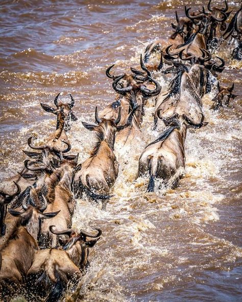 Experience one of nature's most spectacular events - The Wildebeest Migration. Witness thousands of wildebeests as they embark on their annual journey across the plains. A sight to behold and a memory to cherish forever! 🦌🌍 #AfrikTrekHolidays #WildebeestMigration #kenya #tanzania #wildlife #nature #africa #travel #wildebeests Tanzania Wildlife, Wildebeest Migration, Great Migration, Africa Art Design, The Great Migration, Africa Art, Wildlife Nature, Africa Travel, Zebras