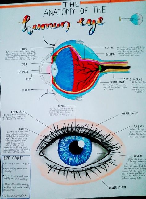 Eye Anatomy Drawing Medical Art, Human Eye Notes, Anatomy Of Eye, Eye Notes, Biology Diagrams, Science Diagrams, Studie Hacks, Learn Biology, Eye Anatomy