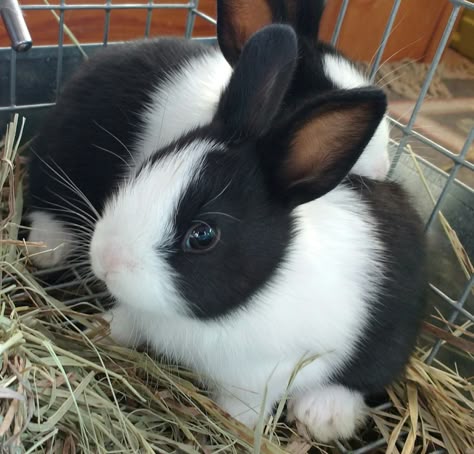 Three week old Dutch rabbit sisters, Breeze and Dotti Photo Shoot Ideas For Baby, Dutch Rabbits, Cutest Bunny Ever, Dutch Rabbit, Pet Bunny Rabbits, Rabbit Breeds, Natural Farming, Beautiful Rabbit, Cute Bunny Pictures