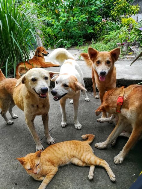 Our dogs chilling by the porch! Street Dogs Aesthetic, Dogs Aesthetic, Group Of Dogs, Street Dogs, Just Chilling, The Porch, Beloved Dog, Be A Nice Human, Film Aesthetic