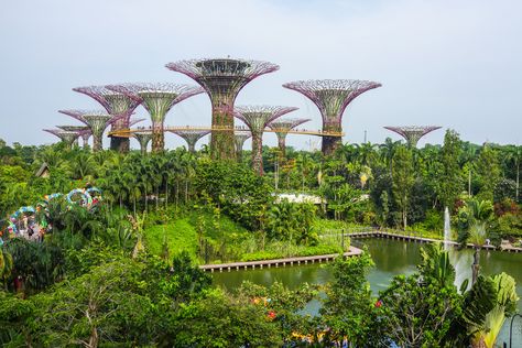 8 Amazing Yet Free Things to Enjoy in Singapore! Singapore Itinerary, Montreal Botanical Garden, Singapore Garden, Singapore Botanic Gardens, Endangered Plants, Orchids Garden, Kanazawa, Gardens By The Bay, Botanic Gardens